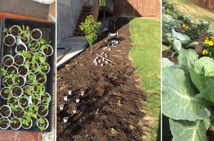 Everything I know I learned from my garden