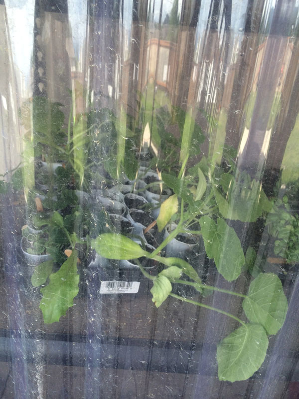 greenhouseplants