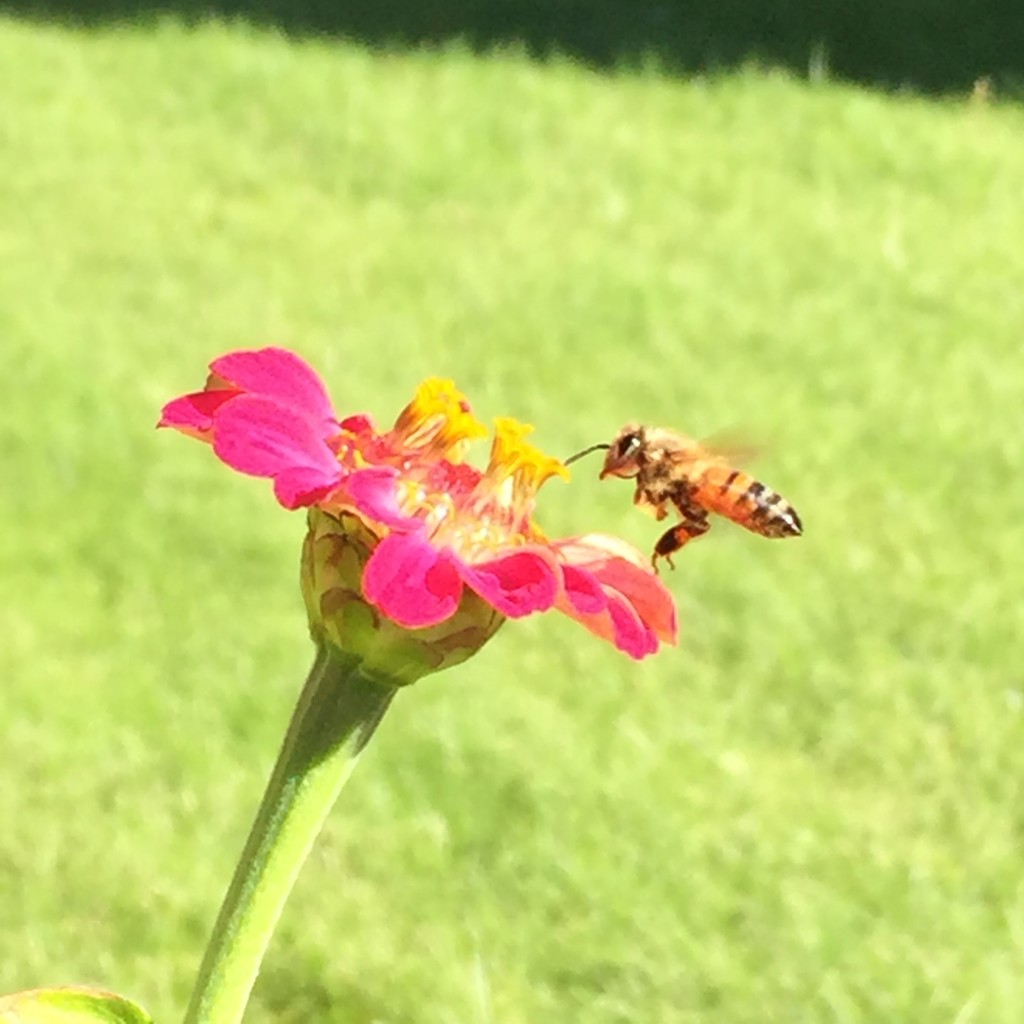 HOneyBee E1444244772481 1024x1024